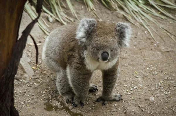 Koala a földön — Stock Fotó