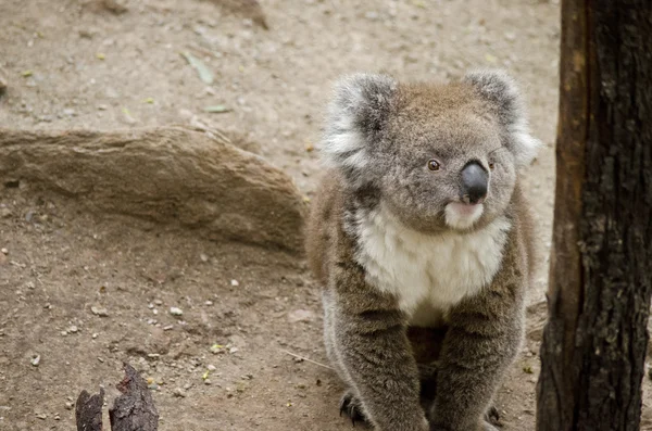 Koala de cerca — Foto de Stock