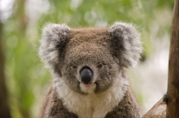 Koala zblízka — Stock fotografie