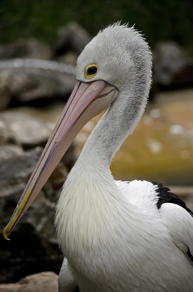 Australischer Pelikan aus nächster Nähe — Stockfoto