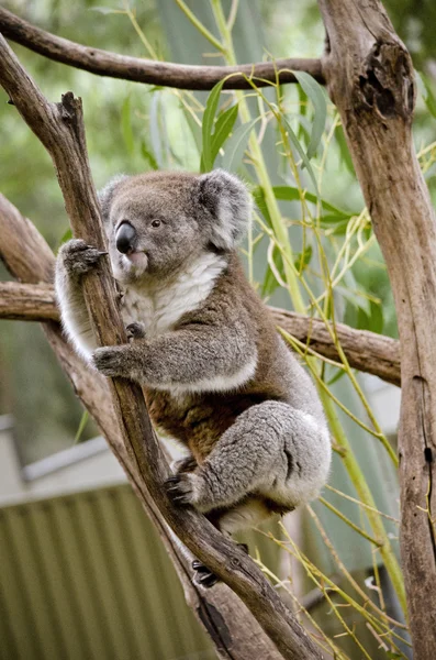 Koala boom — Stockfoto