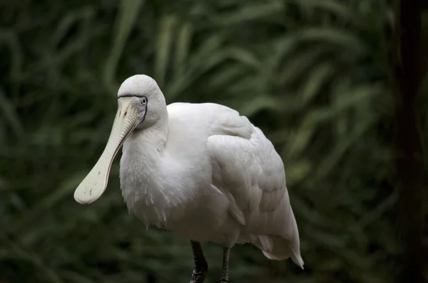 Gula fakturerade skedstork — Stockfoto