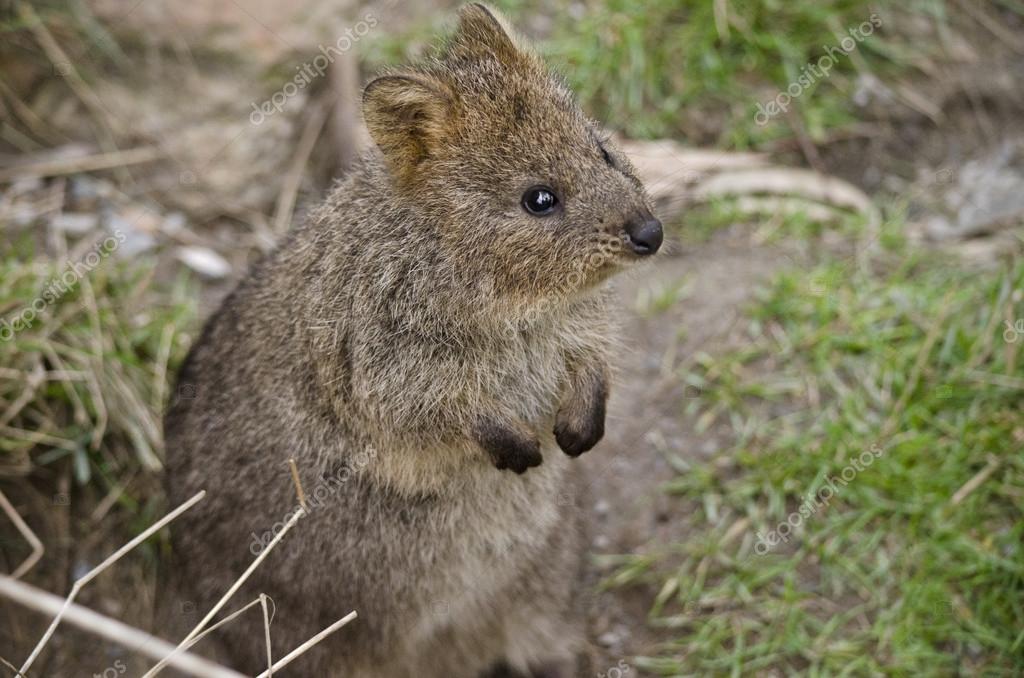 356 Quokka Stock Photos, Images | Download Quokka Pictures on Depositphotos®