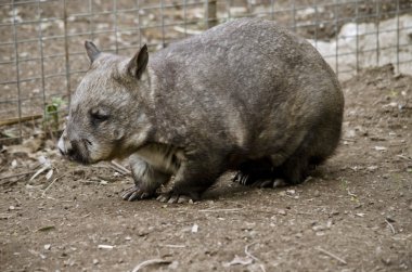 gri ortak wombat