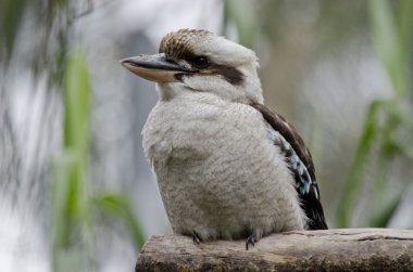 Bataklık wallaby yakın çekim