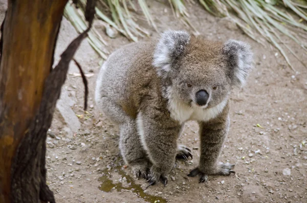 Australische koala wandelen — Stockfoto