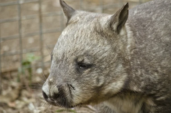 Gemensamma wombat närbild — Stockfoto