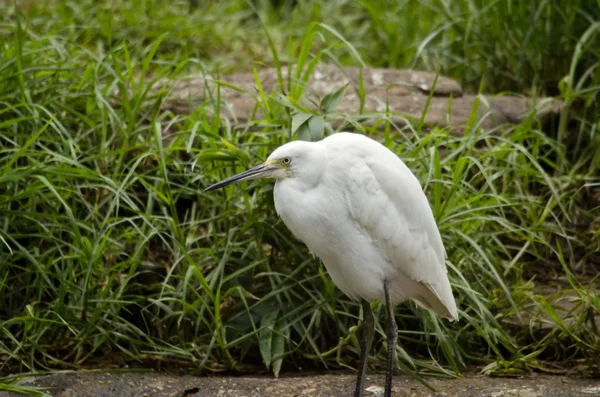 Little egret close up — Stock Photo, Image