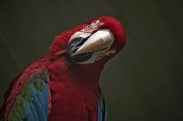 Scarlet Macaw de perto — Fotografia de Stock