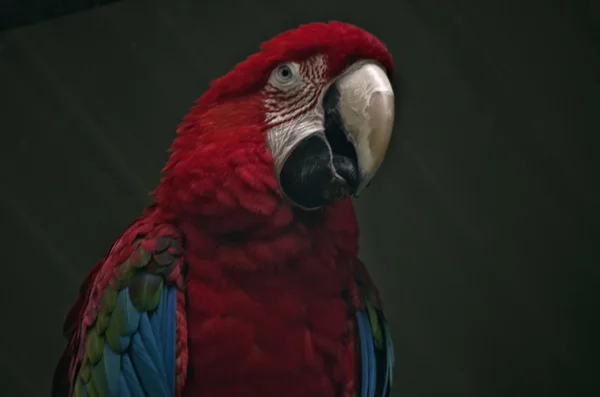 Scarlet macaw  close up — Stock Photo, Image