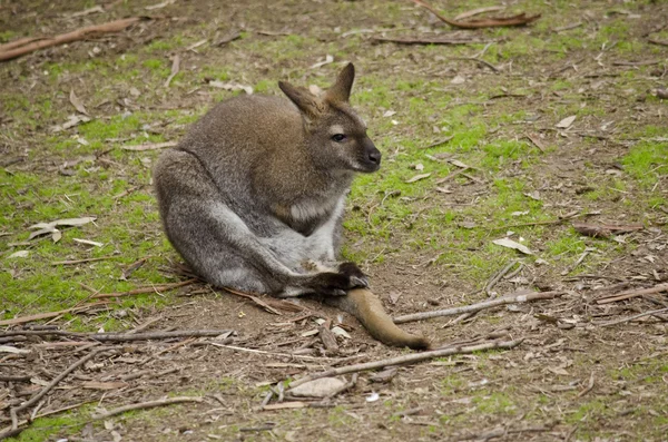 Wallaby de cuello rojo — Foto de Stock