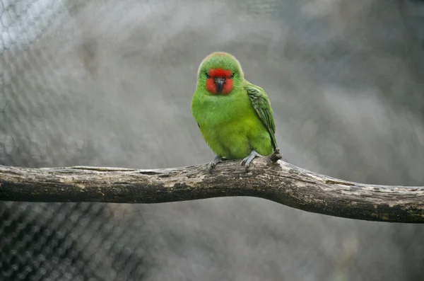 Pequeno lorikeet no ramo — Fotografia de Stock