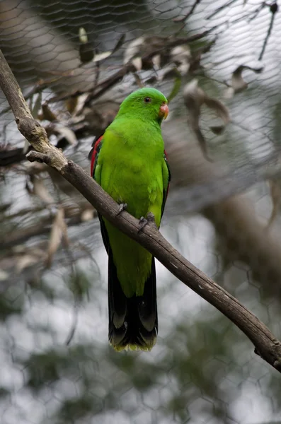 Kırmızı kanatlı papağan — Stok fotoğraf