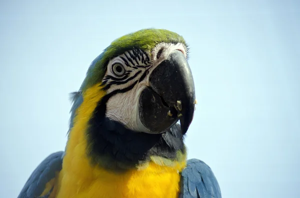 Macaw close-up — Fotografia de Stock