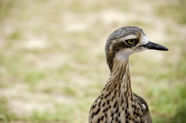 Bush curlew close-up — Stockfoto