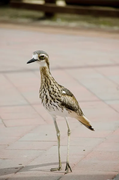 Arbusto curlew caminar — Foto de Stock