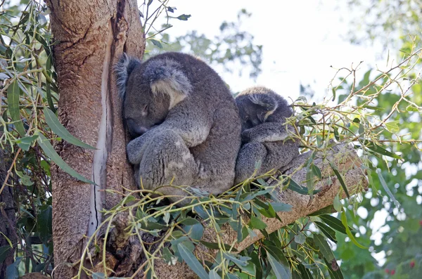 Koalas dormir dans un arbre — Photo