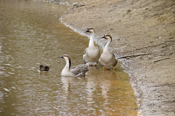 Canadian geese on beach — Stock Photo, Image