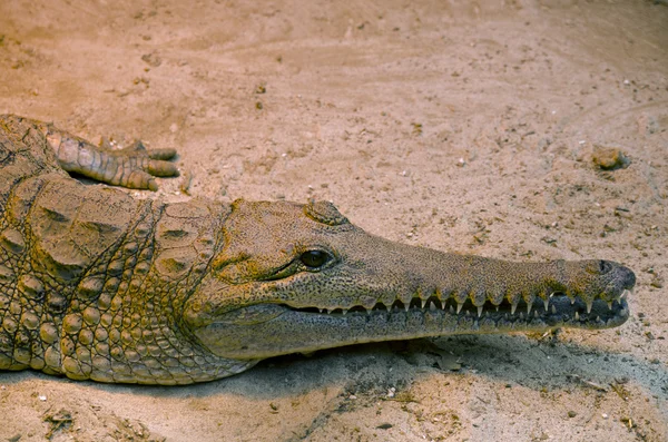 Crocodilo de água doce — Fotografia de Stock
