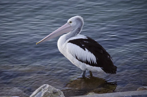 Australiano Pelicano descanso — Fotografia de Stock