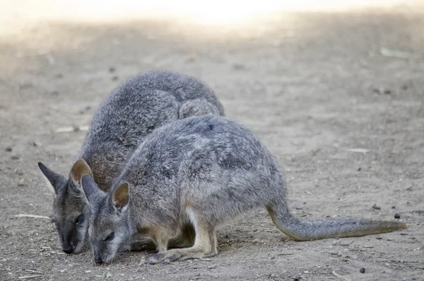Two wallabies eating — Stock Photo, Image