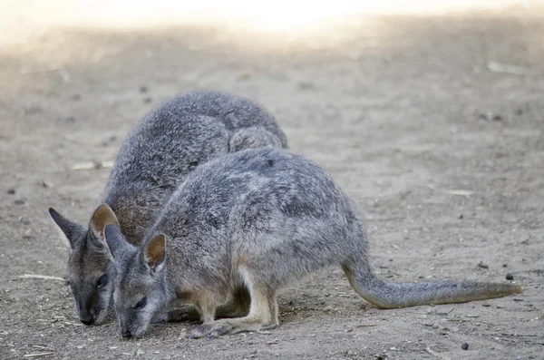 Zwei Wallabies fressen — Stockfoto