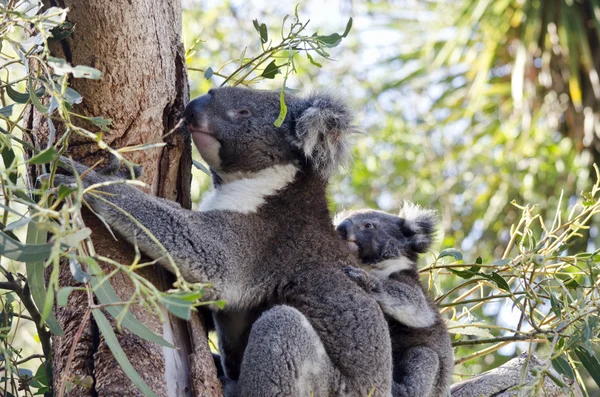 Koala i jej joey — Zdjęcie stockowe