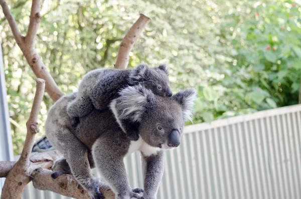 Koala et son joey — Photo