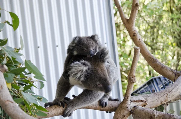 Koala en haar joey — Stockfoto