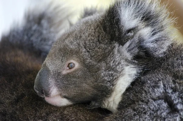 Young joey koala — Stock Photo, Image