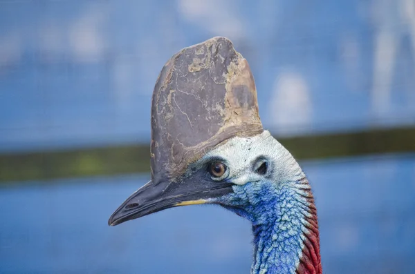 Cassowary zblízka — Stock fotografie