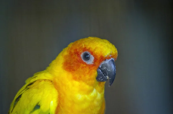 Slunce conure zblízka — Stock fotografie