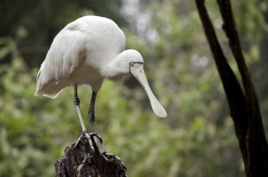 Sarı fatura kaşıkçı