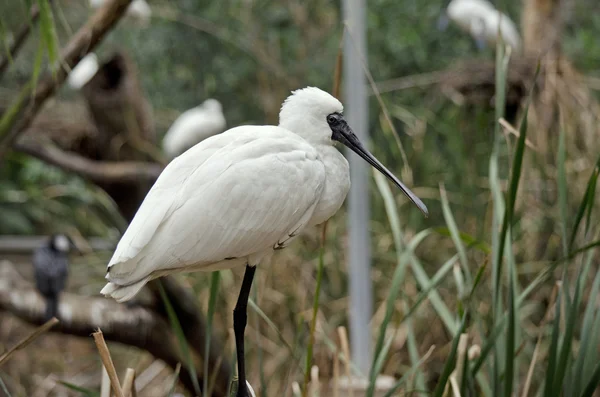 Royal skedstork närbild — Stockfoto