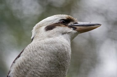 ahmak gülüyor yakın çekim