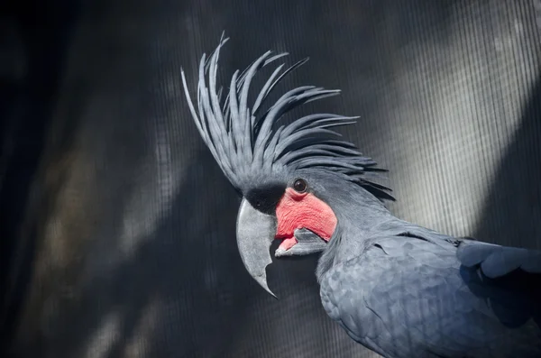 Palm cockatoo close up — Stock Photo, Image