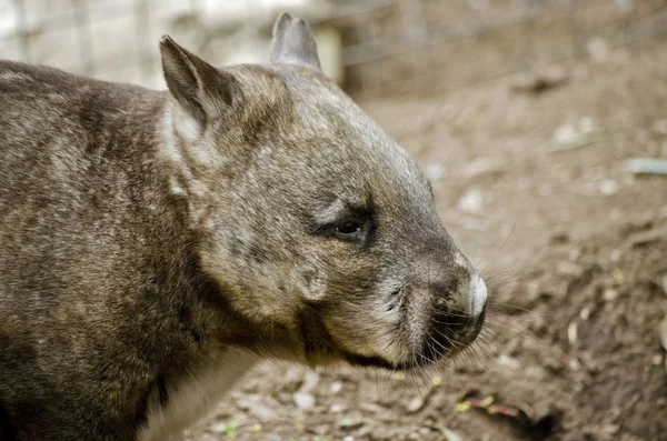 Wombat común de cerca — Foto de Stock