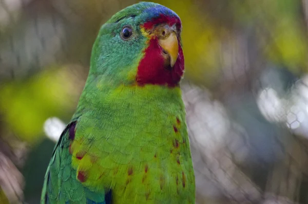 Zavřít Rychlé papoušek — Stock fotografie