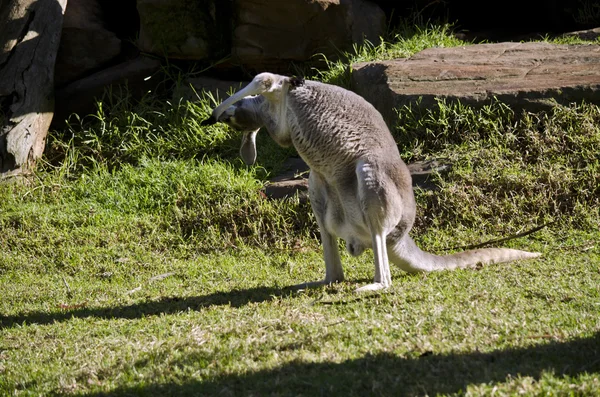 Red kangaroo scratching — Stock Photo, Image