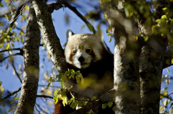 Panda rouge Fermer — Photo