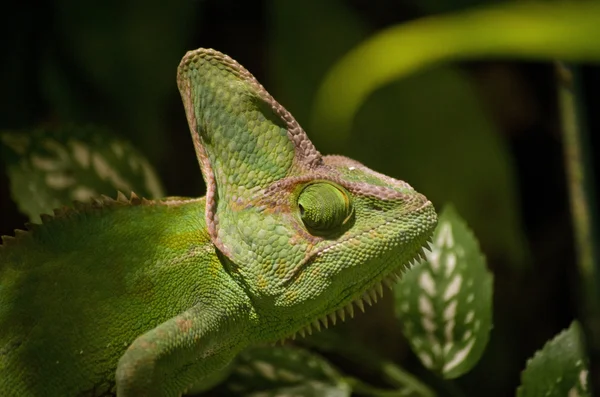 Camaleonte da vicino — Foto Stock