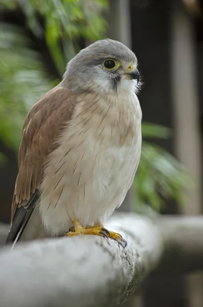 Nankeen kestrel close up — Stock Photo, Image