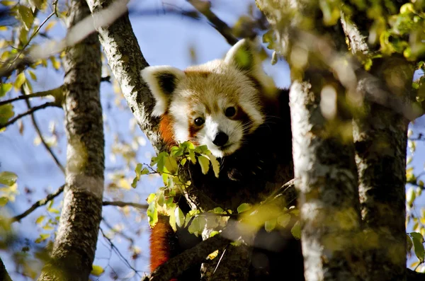 Red panda w drzewo — Zdjęcie stockowe