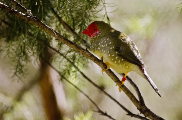 Stjärna finch i träd — Stockfoto