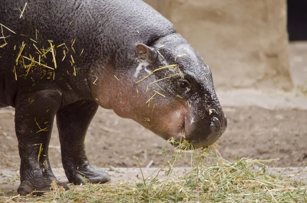 Pigmeu hipopótamo vista lateral — Fotografia de Stock