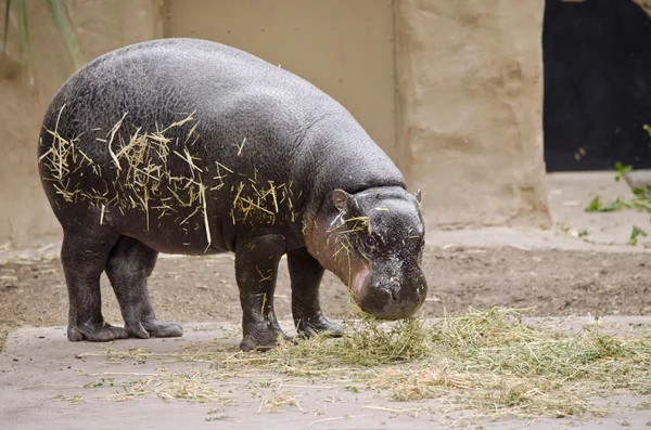 Comer hipopótamo pigmeo — Foto de Stock