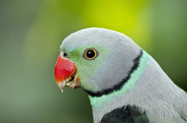 Perroquet malabar gros plan — Photo