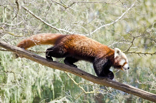 Dlouho sledoval panda červená — Stock fotografie