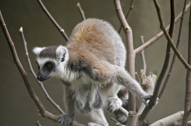 Lemur ağacında