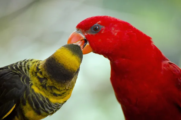 Two lories kissing — Stock Photo, Image